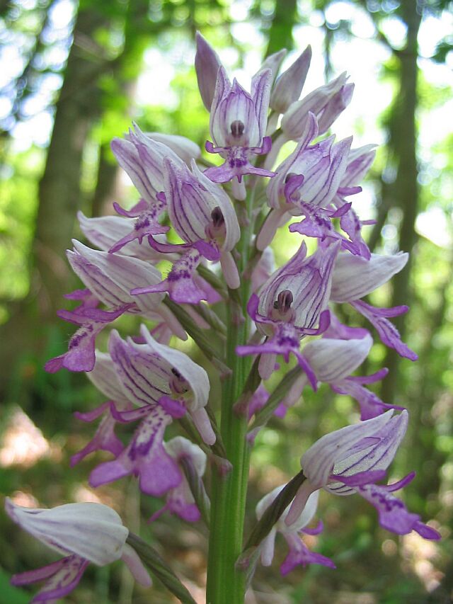 Orchis militaris